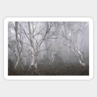 Trees In The Mist Sticker